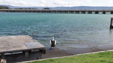 windang bridge on lake illawarra with an australian white pelican in new south wales australia, locked shot