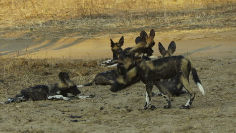 Rudel-Afrikanischer-Wildhunde,-Die-Im-Nachmittagslicht-Im-Offenen-Raum-Ruhen