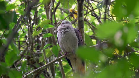 Mountain-Imperial-Pigeon-perched-on-tree-branch-in-rainforest