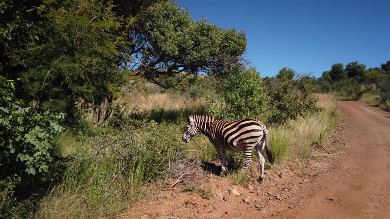 Zebra grazing between bushes on the side a of a gravel road