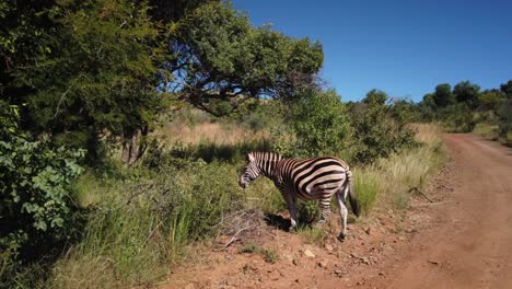 zebra grazing between bushes on the side a of a gravel road