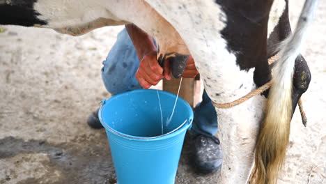 man manually milking a white and black cow