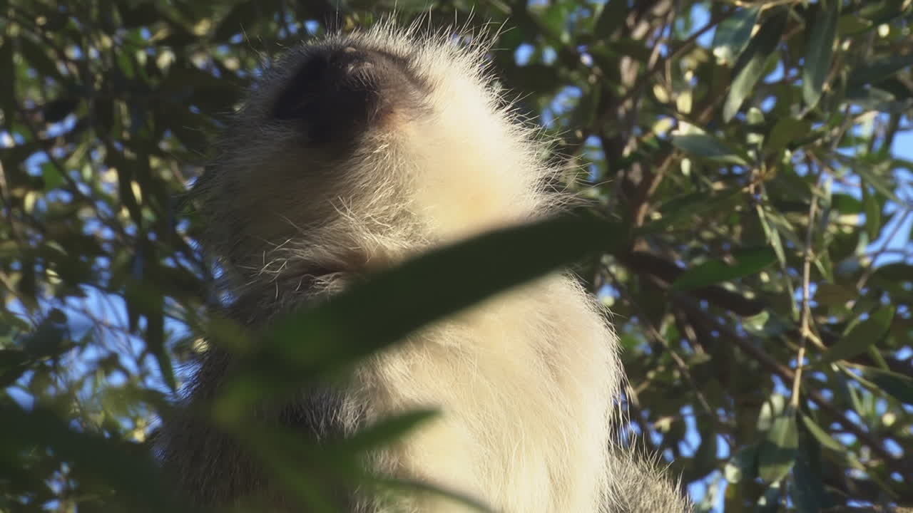 Little macaque looking up and into camera, sitting on tree branch, closeup shot of its head