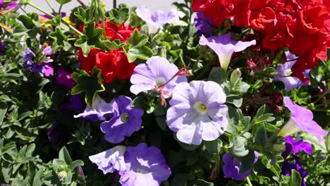 vibrant flowers blooming in a garden