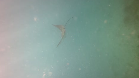 underwater footage of an eagle ray gliding underwater