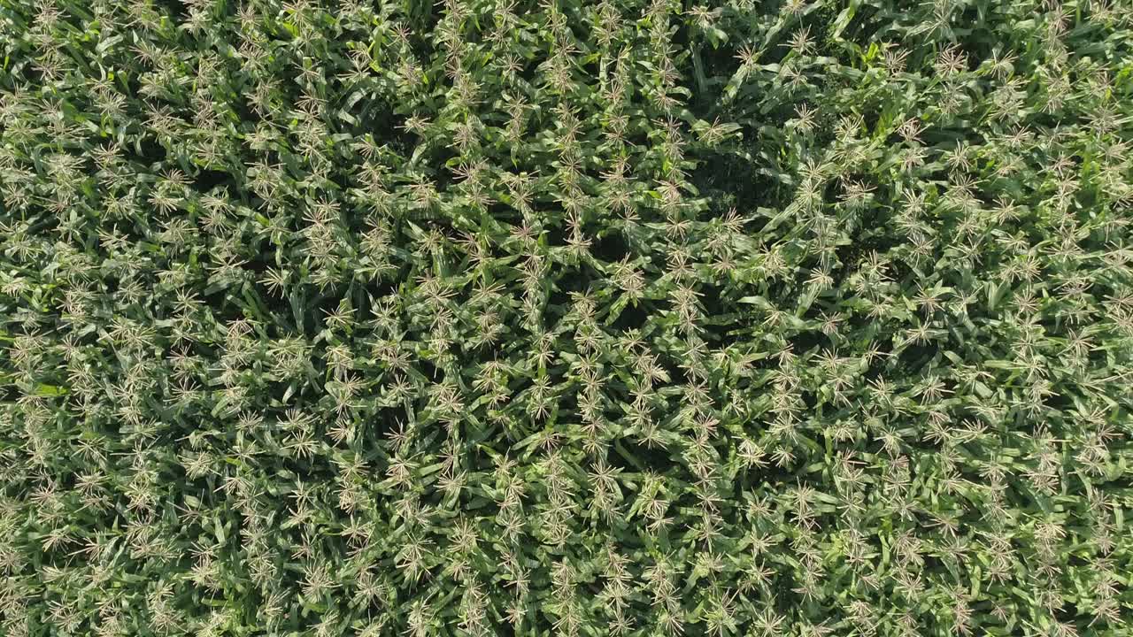 녹색 옥수수 밭 공중