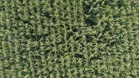 green corn field aerial
