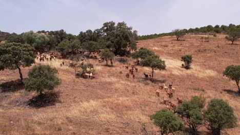 Ziegen,-Die-Auf-Trockenen-Grashängen-Hüten,-Alentejo-landschaft.-Luftaufnahme