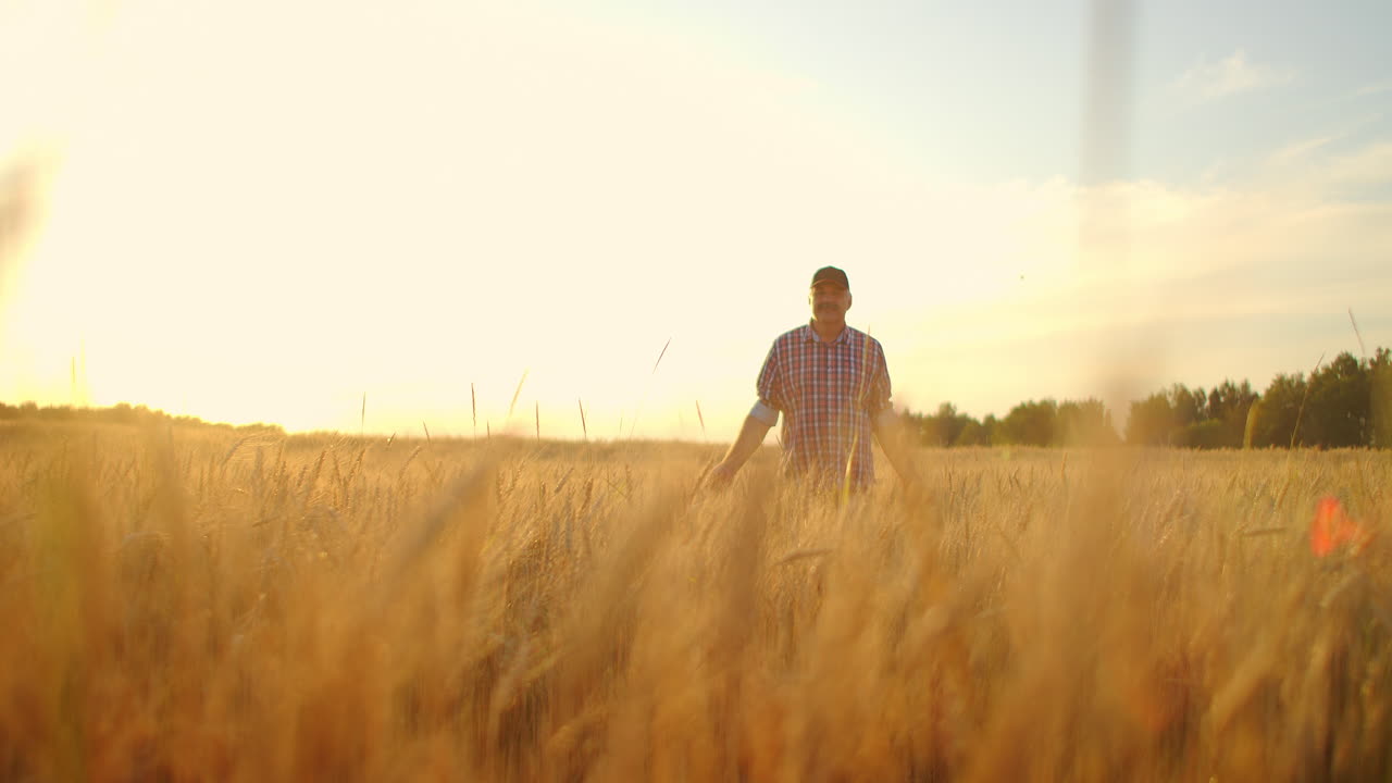viejo agricultor caminando por el campo de trigo al atardecer tocando las espigas de trigo con las manos - concepto de agricultura. brazo masculino moviéndose sobre el trigo maduro que crece en el prado.