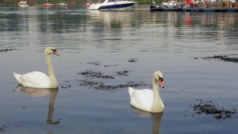 Los-Graciosos-Y-Elegantes-Cisnes-De-Pandorra,-Cornualles,-Reino-Unido---Plano-Medio