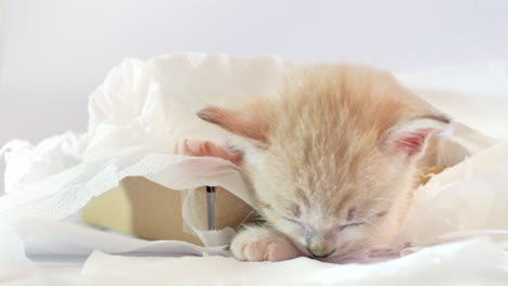un gatito durmiendo en una caja de papel de pañuelo