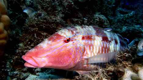 Closeup-of-a-goatfish-undergoing-cleaning-in-shallow-waters-off-Mauritius-Island,-showcasing-the-diverse-marine-biodiversity