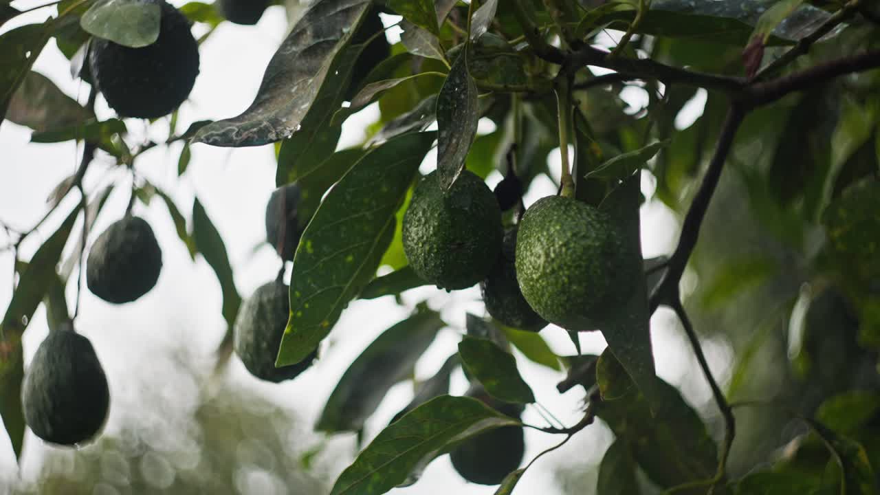 close-up en cámara lenta de las frutas de aguacate en michoacán
