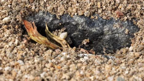 many ants carry grains of sand from their dens