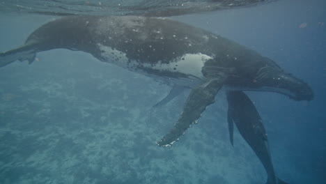 Humpback whale protects young calf in shallow reef waters at surface