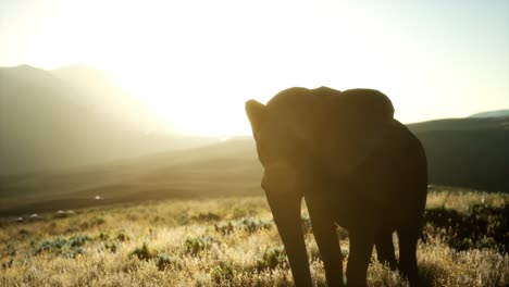 old african elephant walking in savannah against sunset