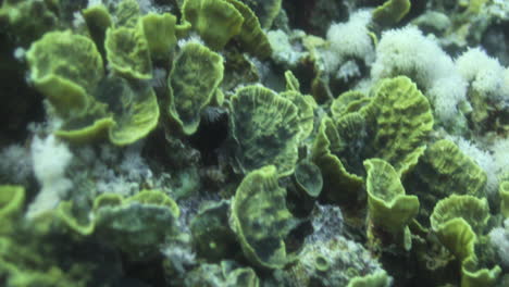 corals in the reef of the red sea