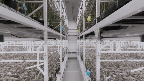granja de cultivo de cannabis en el interior en california, disparo ascendente a lo largo de las plantas de cannabis en los estantes