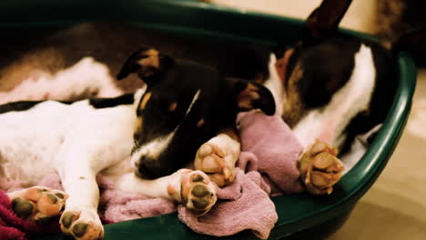 Close-up-eye-level-shot-of-two-cute-dogs-napping-together-in-basket