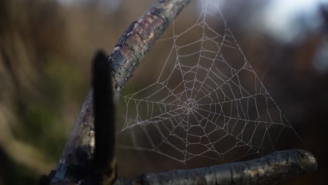 Telaraña-Húmeda-Tratando-De-Resistir-El-Viento-En-El-Paisaje-Forestal,-Vista-En-Movimiento