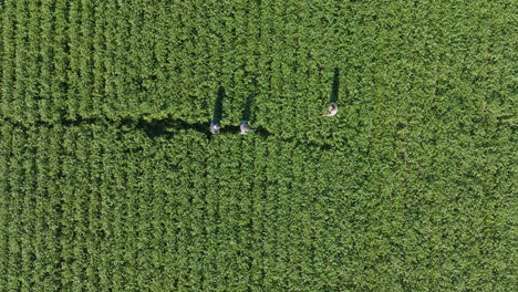 Landwirte-Laufen-Durch-Das-Sojabohnenfeld,-Um-Das-Wachstum-Zu-überprüfen