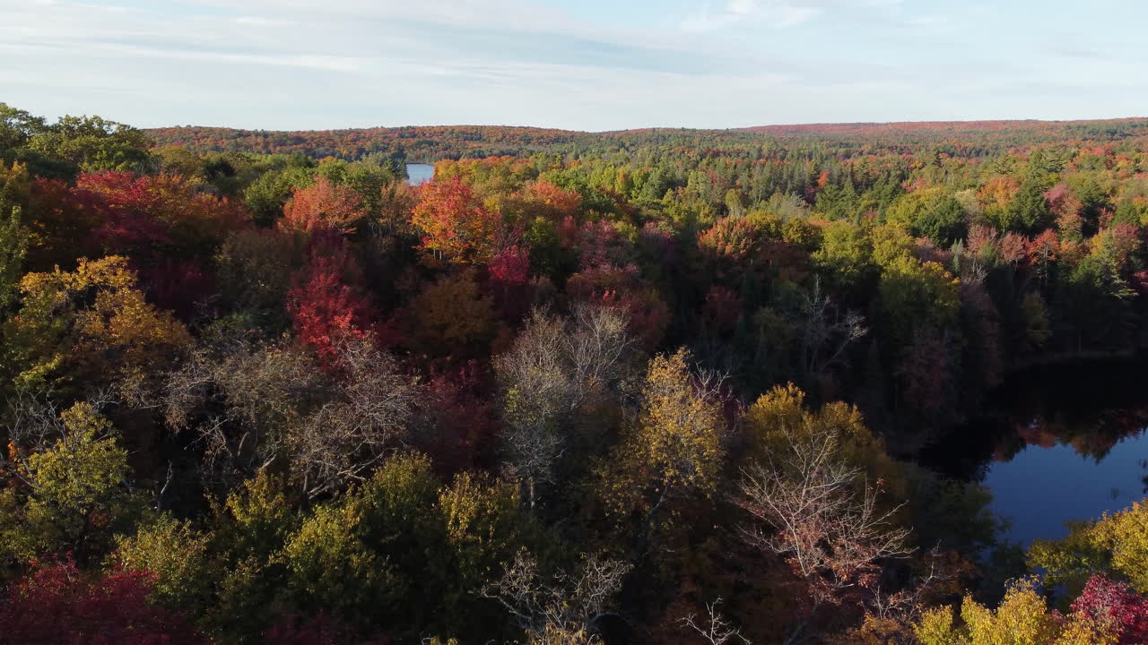 bosque de otoño aéreo junto al lago en las regiones de muskoka, las copas de los árboles cambian de color en ontario - muñeca del lado del dron