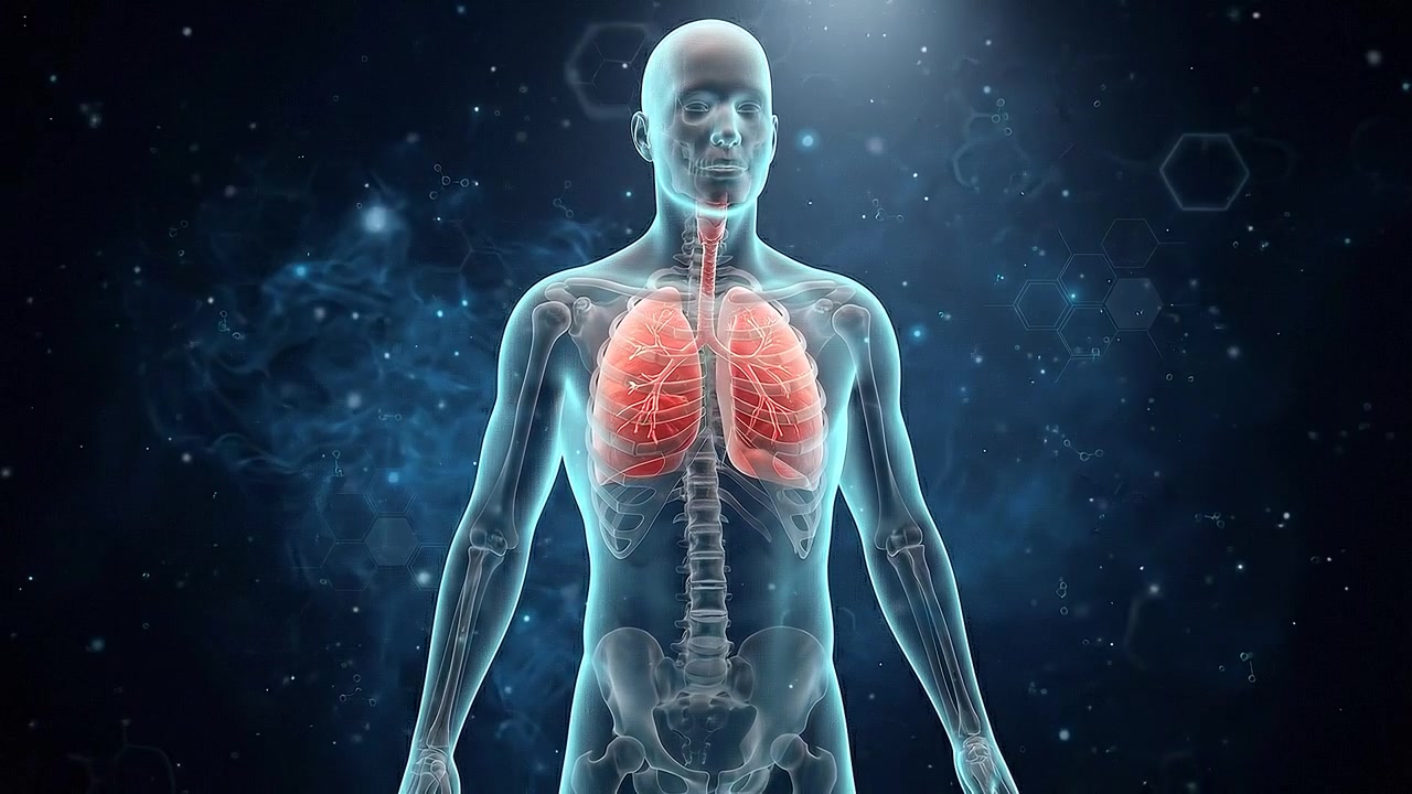 3D Medical Animation of Human Lungs Breathing
