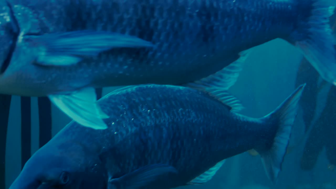 물고기 크 에서 수영 하는 물고기 들