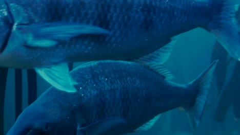 fishes swimming in a fish tank