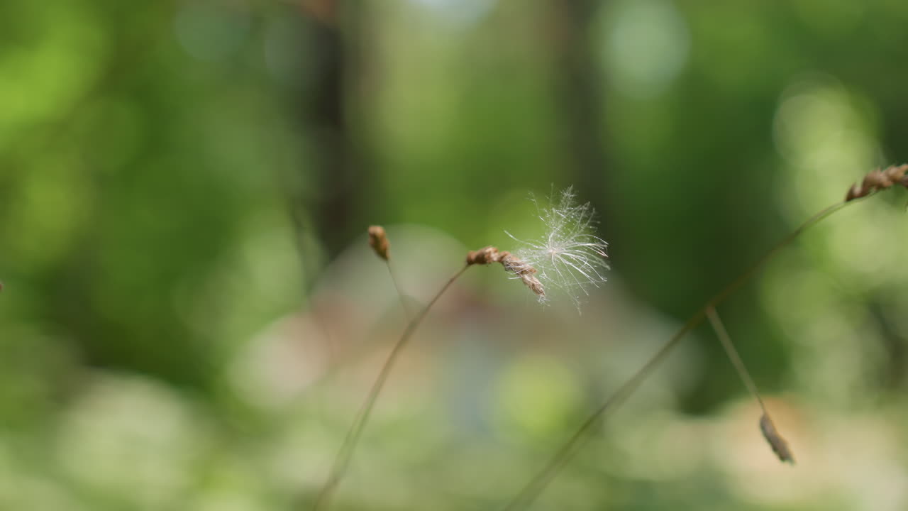 Close up of fragile seed head with silky white pappus swaying lightly in warm summer air, surrounded by blurred green forest bokeh glowing softly in sunlight