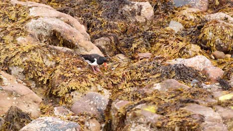 pájaro buscando alimento entre las rocas cubiertas de algas