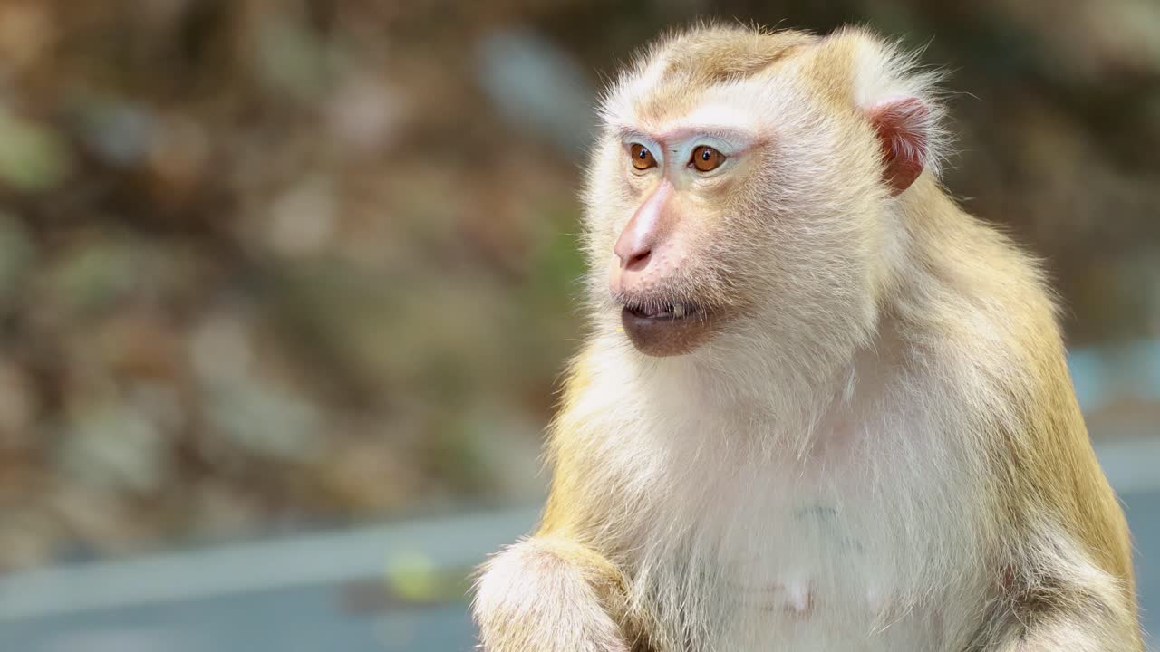 A southern pig-tailed macaque sits in a forested area, chewing a stick with curious expressions. Natural lighting enhances the serene mood