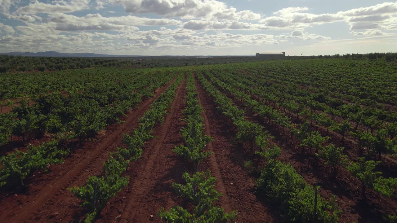 Vista aérea lenta frontal de un campo de olivos.