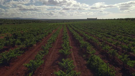 slow aerial forward view of olive field