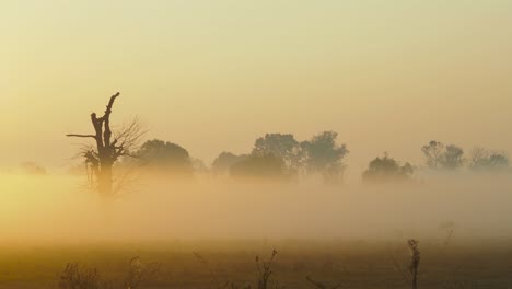 Shot-of-morning-mist-over-open-field-at-sunrise