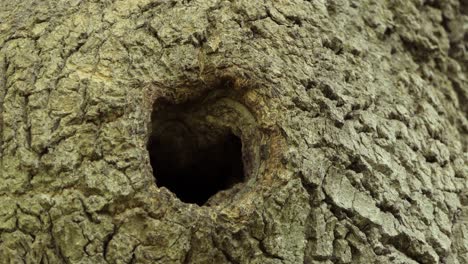 An-adult-white-breasted-nuthatch-returns-to-its-hole-in-a-tree-nest-with-live-food,