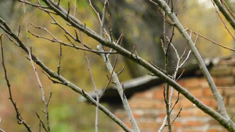 Dry-Branches-In-Farm,-Europe,-Winter