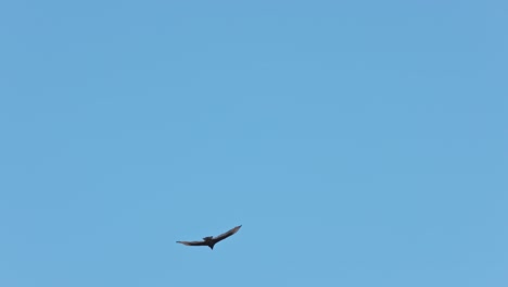 slow motion shot of wild hawk hovering in flight during beautiful sunny day and clear blue sky