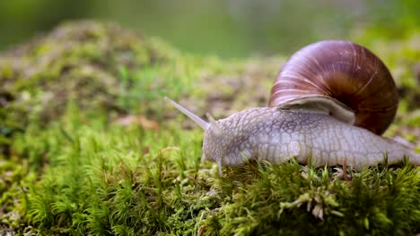 Helix-Pomatia-También-Caracol-Romano,-Caracol-De-Borgoña