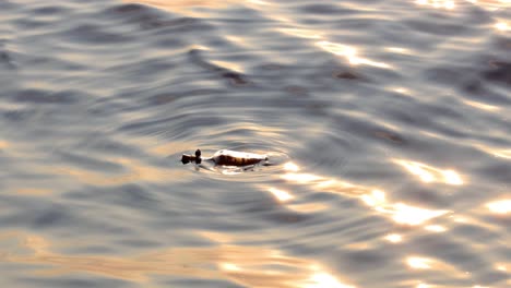 Message-in-the-bottle-against-the-Sun-setting-down