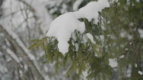 ramas de invierno nevadas