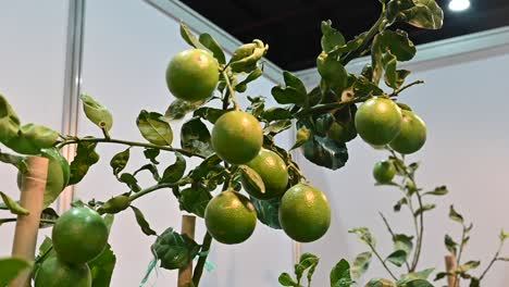 emirati lemon tree is displayed during a food festival in the united arab emirates