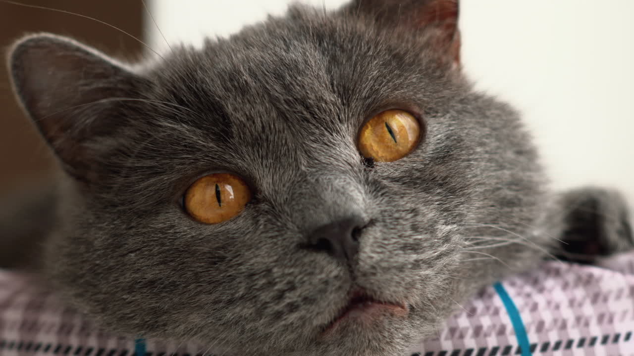Close up of British Shorthair cat resting in bed
