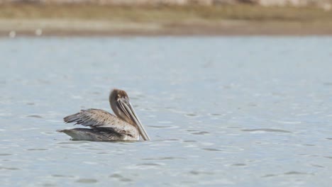 Pájaro-Pelícano-Marrón-Moviendo-La-Cabeza-En-La-Orilla-De-La-Playa-En-El-Agua-Del-Océano-En-Cámara-Lenta