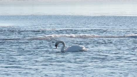 Graceful-swan-paddles-feet-to-stay-upside-down,-feeding-in-icy-water