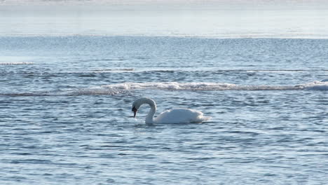 gracioso cisne remos pies para mantenerse de cabeza hacia abajo, la alimentación en el agua helada