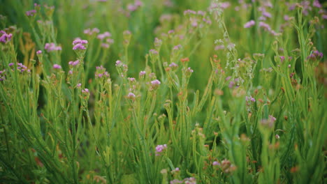 campo de delicadas flores púrpuras