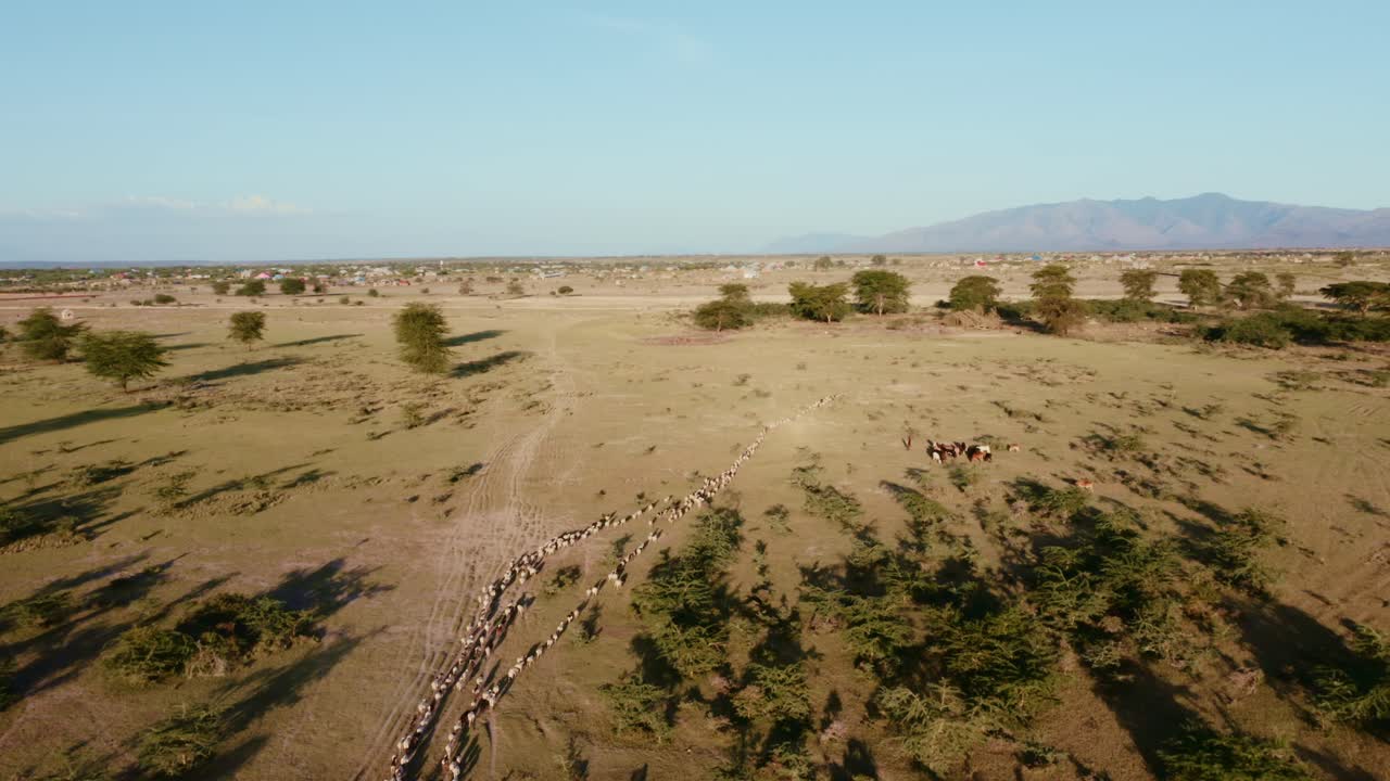 Vacas en la sabana caminando en línea recta.