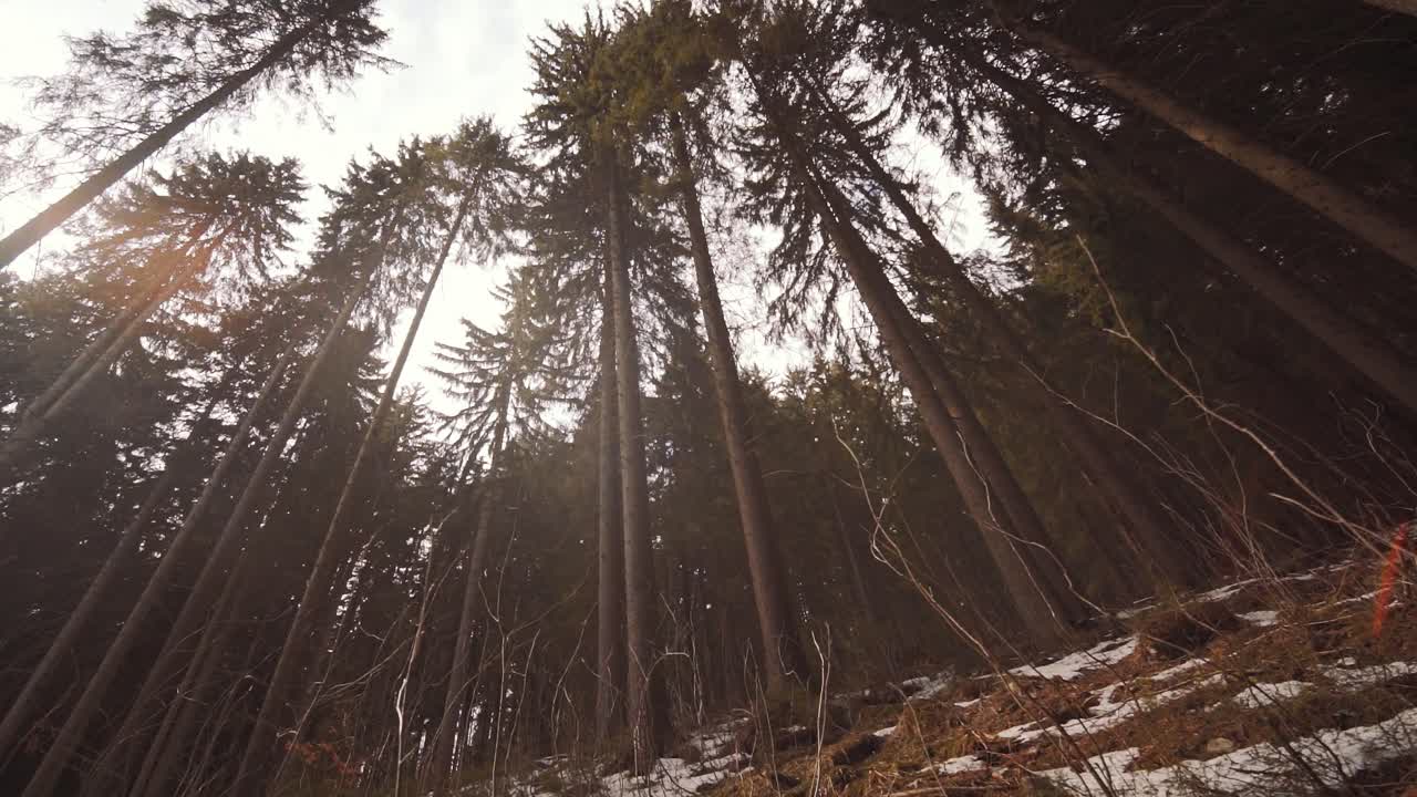 Snowy Hills By The Forest With Sunlight Passing Through The Trees In Krkonose National Park In Czech Republic
