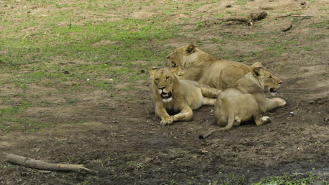 Male-lion-with-two-pregnant-females-lying-down-in-an-open-space-in-savannah